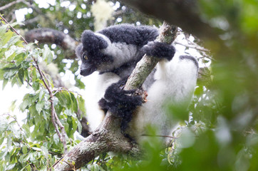 Indri, the biggest lemur of the world