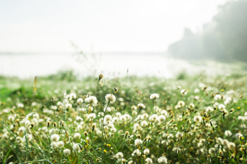 View on white dandelions growing on meadow on foggy lake background.
