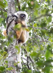 Golden Sifaka, dancing lemur of Madagascar
