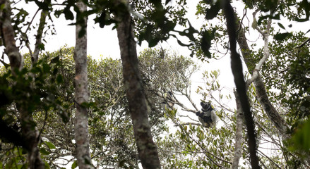 Indri, the biggest lemur of the world