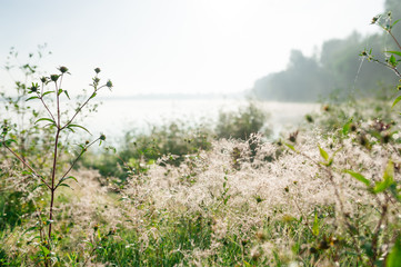 Closeup view on grass with web growing on meadow on foggy lake background.