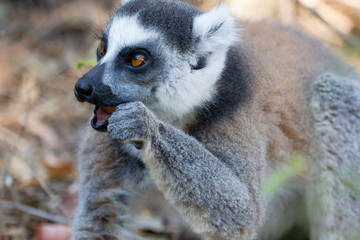Famous Madagascar Maki lemur, Ring tailed lemur, eating