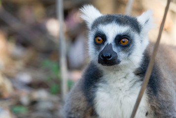 Famous Madagascar Maki lemur, Ring tailed lemur.