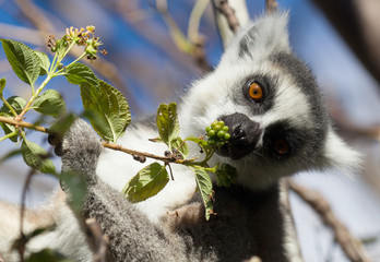 Famous Madagascar Maki lemur, Ring tailed lemur, eating