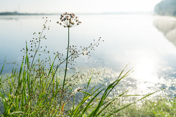 Morning landscape with web at a lake.
