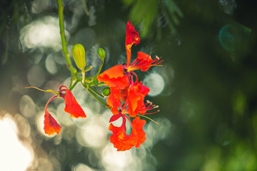 Fototapeta premium royal poinciana tree red flowers bloom