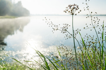 Grass with web in the early foggy morning on lake.