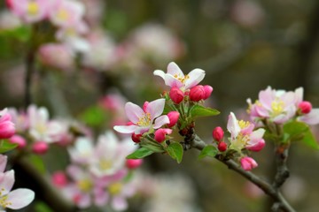 pink flowers in garden