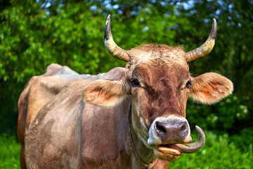 Naklejka premium beige horned cow on a green meadow eats grass