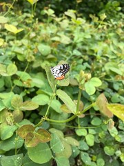 frog on leaf