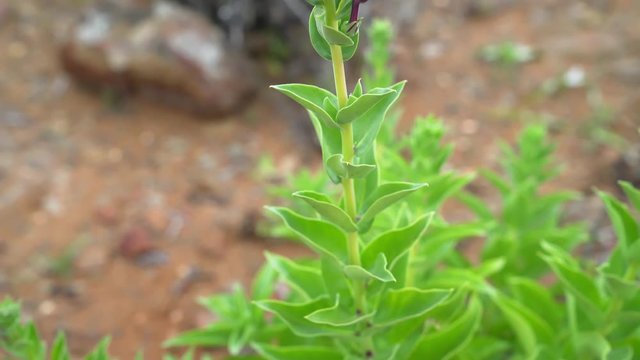 Lobelia polyphylla - Tupa, endemic flower of Chile in the Atacama Desert