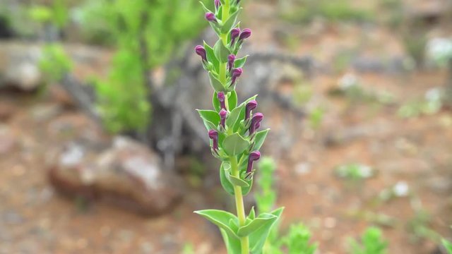Lobelia polyphylla - Tupa, endemic flower of Chile in the Atacama Desert
