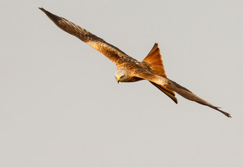 Awesome bird of prey in flight