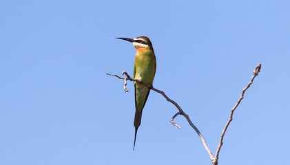 Olive Bee-eater (Merops superciliosus)