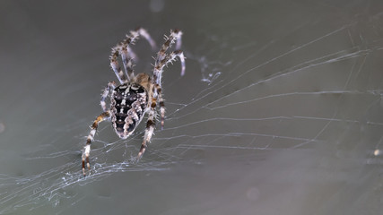 Macro photo of the spider with beautiful picture on the back and legs and with spiderweb