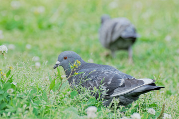 pigeons in spring grass field