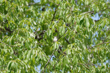 long tailed tit perched on tree