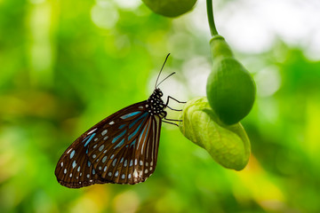 Closeup   beautiful butterfly sitting on flower.