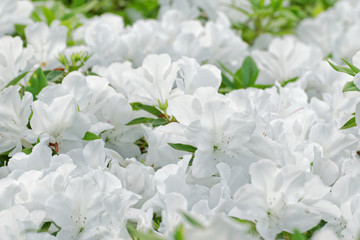 Fototapeta premium white azalea flowers blooming in garden