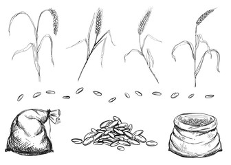 Hand drawn black and white vector illustration set of grain, ear of wheat, grass. sketch.