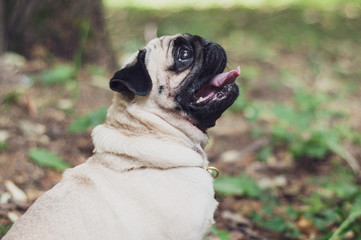 pug dog sitting outdoor, side photo