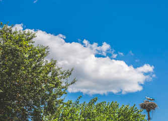 trees and blue sky stork's nest