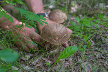  picking mushrooms