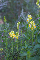 field of yellow flowers
