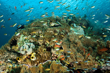 Reef scenic with hardcorals Raja Ampat Indonesia.