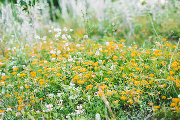 field of daisies