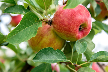 Apple tree with red apples.