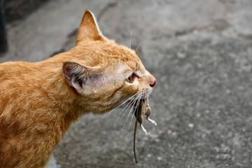 Tom and Jerry