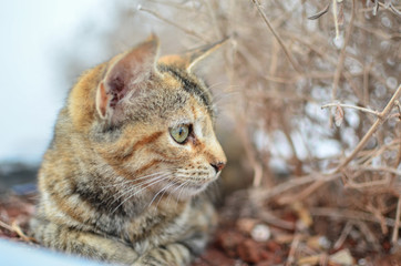 chat de kasbah des oudayas