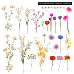 Set of beautiful meadow blooming flowers, and botanical plants isolated. Hand drawn style vector illustration