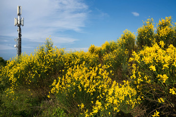 ginestre e ripetitore