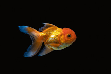 goldfish isolated on a dark black background