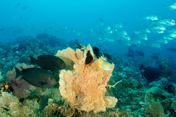 Naklejka na ściany i meble Reef scenic with fish schools Raja Ampat Indonesia.