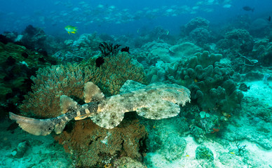 Tasselled wobbegong shark, Eucrossorhinus dasypogon, Raja Ampat Indonesia.