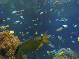 須磨水族館金魚水槽6