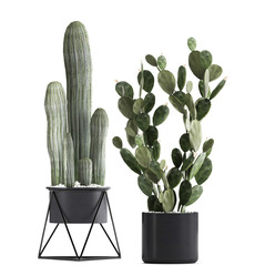 collection of cactus in a pot on a white background