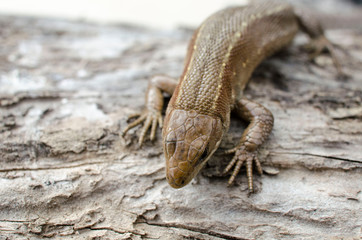 Small lizard on the rough wooden surface