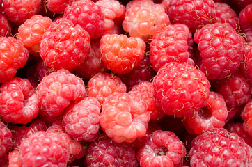 View of ripe forest raspberry close up