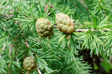 View of young pine cones