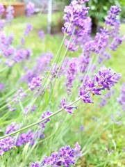 Obraz premium field of lavender flowers