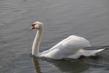 コブハクチョウ