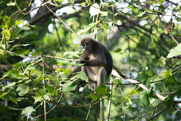 The Phayre's leaf monkey(Trachypithecus phayrei), also known as Phayre's langur.