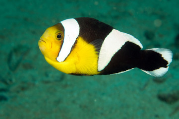 Saddleback anemonefish, Amphiprion polymnus, Raja Ampat Indonesia.