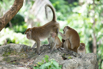 Macaque monkeys in the forest.