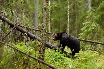 Brown bear walks on a fallen tree in primeval forest. Bear in forest.