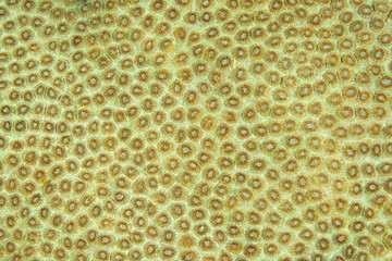 Closeup of hard coral, Favia stelligera, Raja Ampat Indonesia.